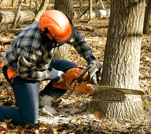 Tree Removal in Fort Leavenworth, KS